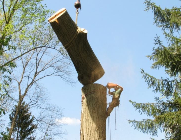 Picture shows a tree cutter strapped onto a tree and cutting a branch