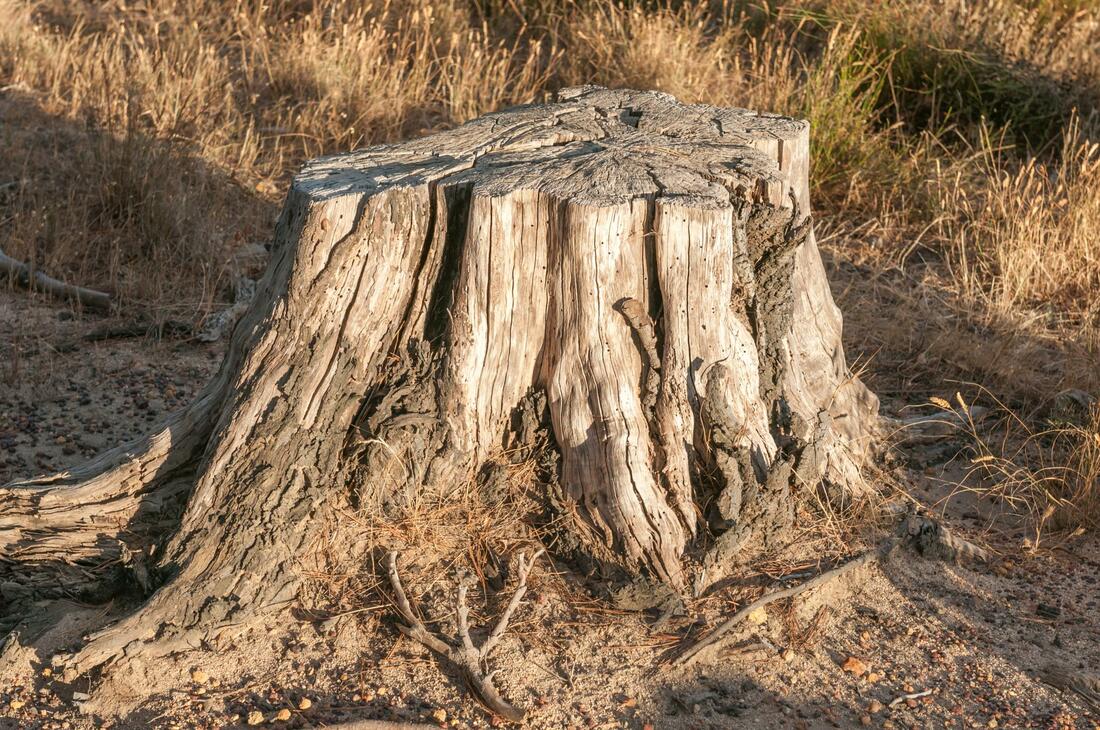 picture of a large stump